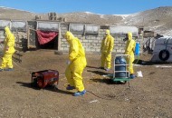 Mongolia: due casi di peste nera. Intere provincia in quarantena